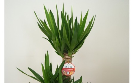 ユッカ7号 高陶器 白 鉢 インテリア 観葉植物 草花 樹木 ギフト【2025年1月上旬～5月上旬発送予定】