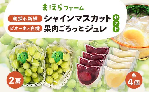 
＜先行予約・令和7年度産＞ 朝採れ新鮮シャインマスカット2房&ピオーネと白桃果肉ごろっとジュレセット TY0-0803
