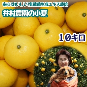 令和9年4月中旬以降発送 ご贈答◎ ギフト◎ 小夏 10kg 【R01491】