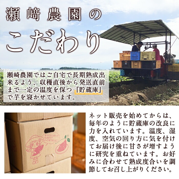 【数量限定】紫芋 加工用さつまいも紫優(5kg) 芋 さつまいも 紫芋【瀬崎農園】A418-v01