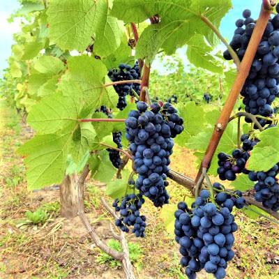 ふるさと納税 上富良野町 【野生酵母】複雑な香りのフルボディ赤ワイン*果実味豊かな辛口白ワイン*エレガントな微発泡ワイン |  | 03