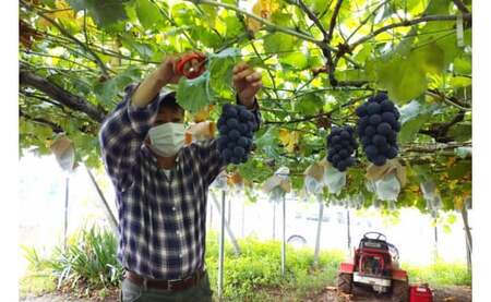 訳あり 山梨県産 種なし ぶどう 500g×4p 約2kg [梨北農業協同組合 山梨県 韮崎市 20743331] ブドウ 葡萄 規格外 家庭用 食べ頃 旬 フルーツ 果物