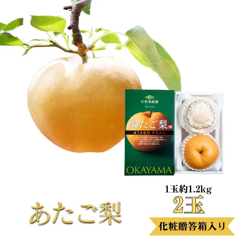 あたご梨 2玉 化粧 贈答箱 赤秀 約1.2kg玉【先行予約 2026年11月中旬から順次発送】