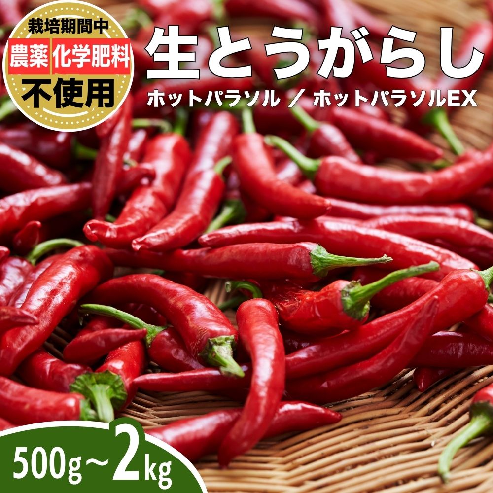【ふるさと納税】【選べる種類・容量】 生とうがらし 唐辛子 ホットパラソル ホットパラソルEx 500g〜2kg 栽培期間農薬不使用 化学肥料不使用 除草剤不使用 有機肥料使用 竹原産 グッドソイルグループ