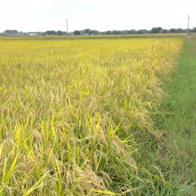 【令和7年産】初霜(源種)5分づき30kg　(栽培期間中農薬・化学肥料不使用)【1721469】