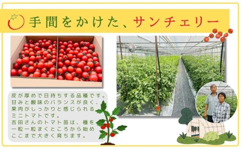 ミニトマト サンチェリー 3kg 7月発送 大容量 トマト プチトマト 新鮮 野菜 農家直送 3キロ おすすめ おいしい ギフト 贈答 プレゼント 福島県 田村市 田村 よしのや農園 N061-002
