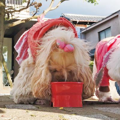 ふるさと納税 瑞浪市 美濃焼 陶器製ペット用フードボウル【早食い防止 高台フードボウル (小/ピンク)pet109】 |  | 01