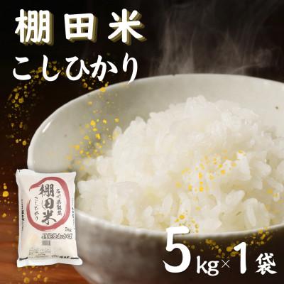 ふるさと納税 七尾市 【令和8年産】棚田米コシヒカリ5kg (5kg×1袋)