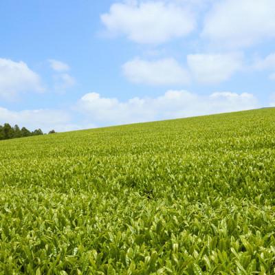 ふるさと納税 佐々町 【黄綬褒章受章】有機栽培50年のこだわり 有機栽培煎茶 4種飲み比べ100g×4袋(佐々町) |  | 02