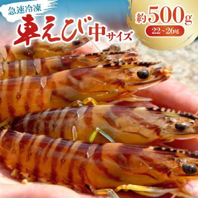 ふるさと納税 名護市 【養殖場から直送】急速冷凍車えび 中サイズ 約500g(22〜26尾/500g×1P)