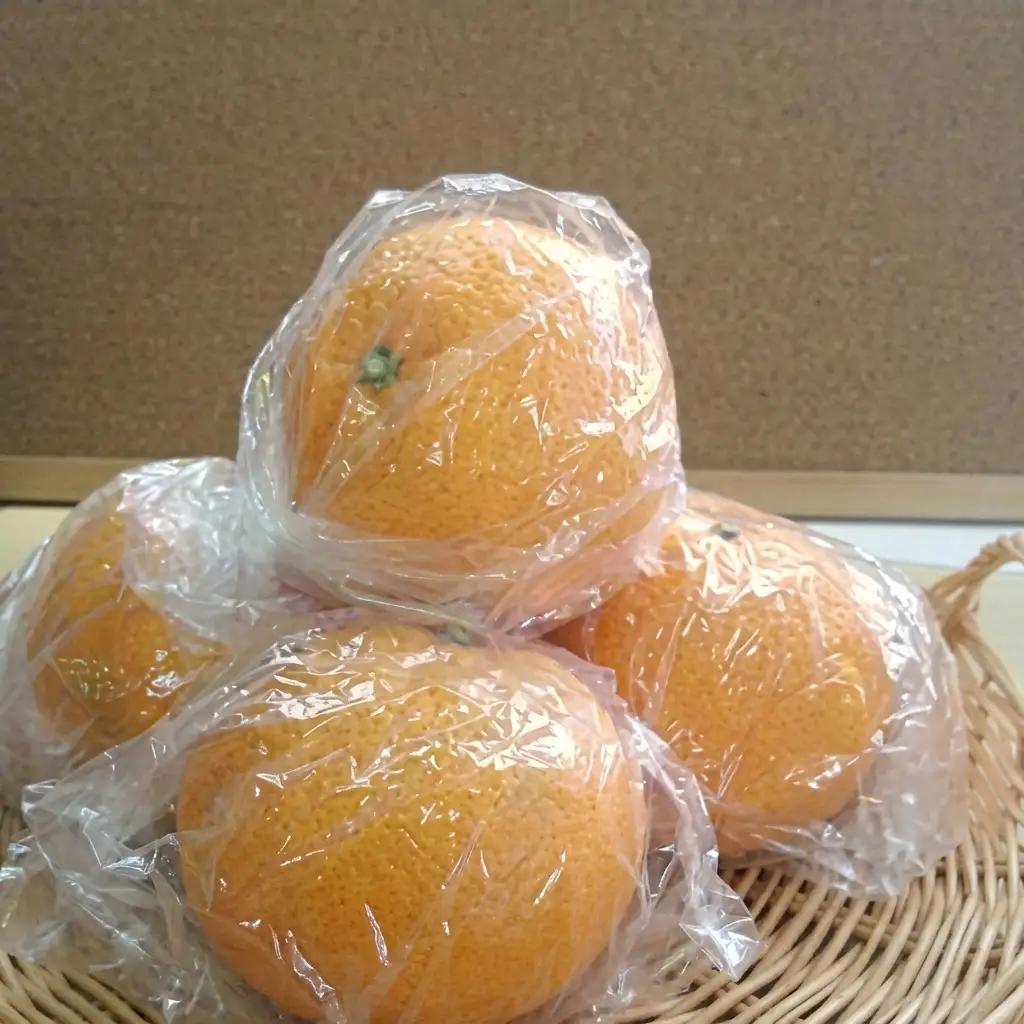 甘夏柑 低温貯蔵 柑橘 フルーツ 甘夏柑【約3kg】【先行予約】