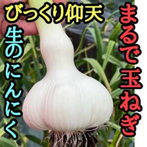 青森生にんにく40玉★年に1度、収穫時期しか食べられない逸品です★【配送不可地域：離島】【1619326】