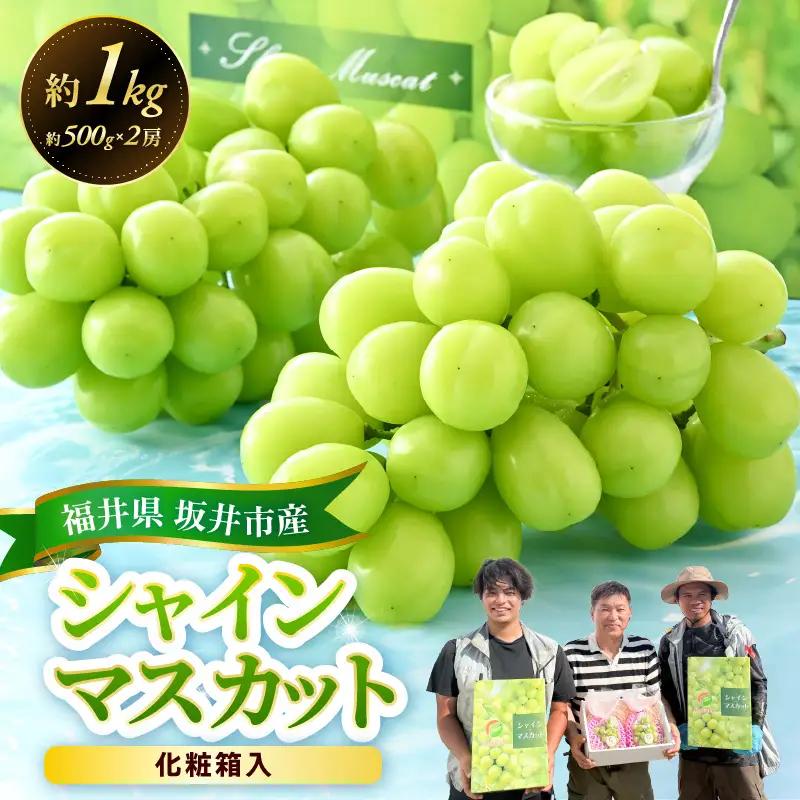 シャインマスカット 約500g×2房入り（合計：約1kg）化粧箱入り 2027年8月中旬以降順次発送予定 ブドウ マスカット フルーツ [A-19105]