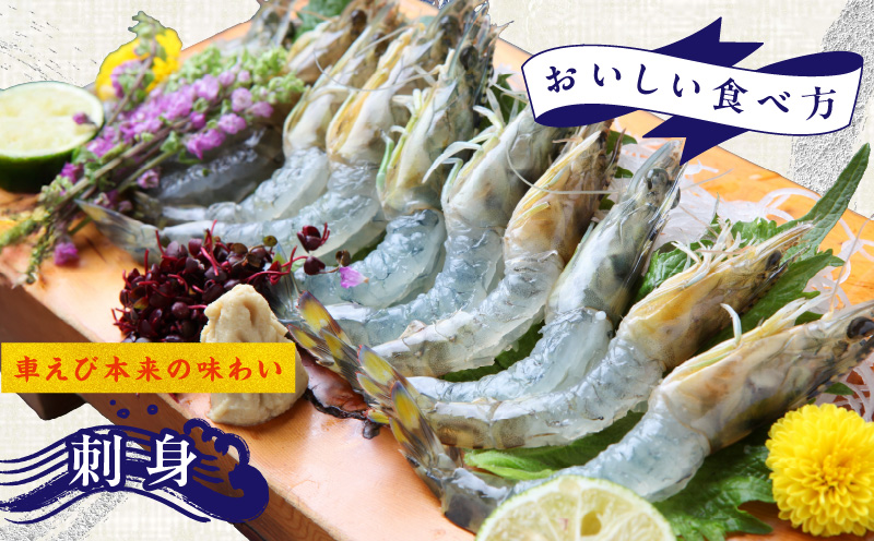 【生食可】泉州車えび 300g【訳あり サイズ不揃い 先行予約 エビ 海老 国産 魚介類 海鮮丼 冷凍】 G2185
