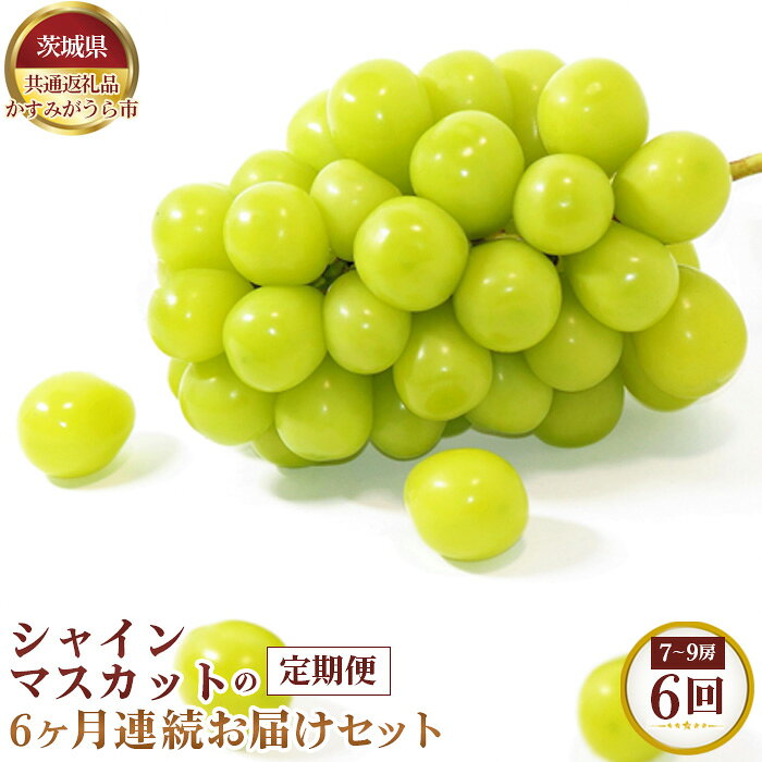 【ふるさと納税】【先行予約】シャインマスカットの6ヶ月連続お届けセット　7～9房×6回【茨城県共通返礼品 かすみがうら市】 ／ ブドウ ぶどう 葡萄 マスカット フルーツ 果物 定期便 送料無料 茨城県 No.660