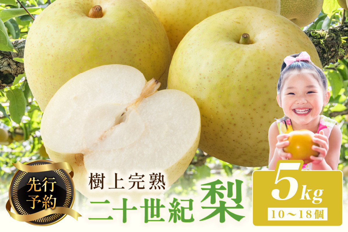
                  2026年【先行予約】樹上完熟 二十世紀梨 5kg(10～18個)（2026年8月下旬～発送） 農家直送 ナシ なし 人気 フルーツ 果物  梨  20世紀梨 梨 5kg 梨 2026　BF00002
                