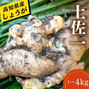 【ふるさと納税】 【早期予約 12月より順次発送】 高知県産 しょうが 「 土佐一 」 野菜 薬味 生姜 大容量 人気 先行予約 高知 須崎 高知県 須崎市 1~4kg HNT018