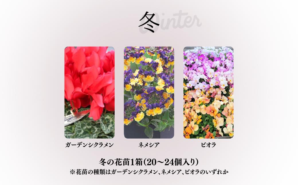 春夏秋冬 季節を感じる箱いっぱいの花苗（年4回 季節ごとにお届け) | 埼玉県 上尾市 花苗 春 夏 秋 冬 年4回コース フラワー ギフト 季節 お花 ガーデニング 旬 インテリア 園芸 工芸品 装