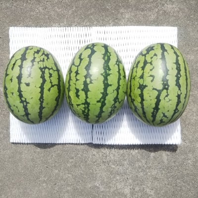 
            ＜先行受付/2026年8月上旬より発送＞3玉!夏を思いっきり楽しむ!シャリ感抜群!スイカ＜ぷちっと＞【1685555】
          