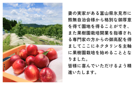 【先行予約】【訳あり】富山県産 ネクタリン 6個 （約1.5kg） ＜2026年8月中旬以降順次発送＞