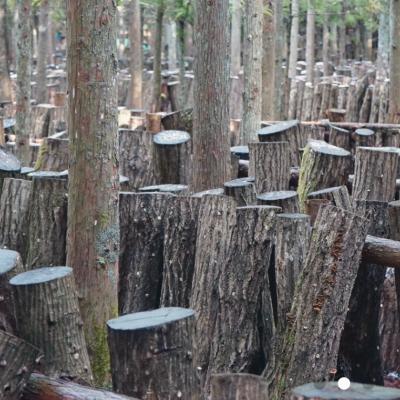 ふるさと納税 江府町 しいたけ醤油&胡麻ドレッシング 各1本セット / SAC中尾 椎茸屋 0807 |  | 03