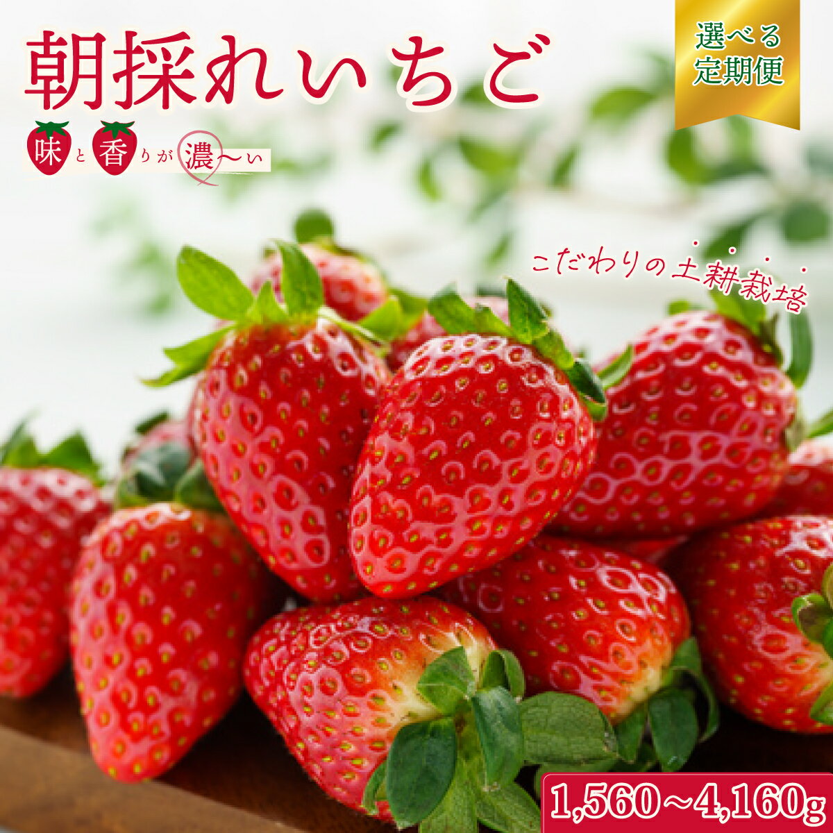 【ふるさと納税】いちご 定期便 厳選いちご 選べる容量 2パック×3回 5回 4パック×3回 ｜ 檜山いちご園 香り 大粒 いちご いばらキッス ひたち姫 やよいひめ 厳選 フルーツ 苺 朝採れ 糖度 酸味 バランス 濃厚 果肉 品質 果物 贈り物 茨城県 常陸太田