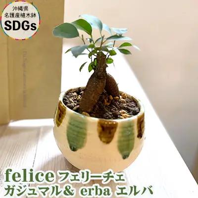 観葉植物『feliceフェリーチェ』ガジュマル＆ erba エルバ【名護産植木鉢SDGｓ】 観葉植物 やちむん 観葉植物 ガジュマル 観葉植物 インテリア 観葉植物 国産 観葉植物 陶器
