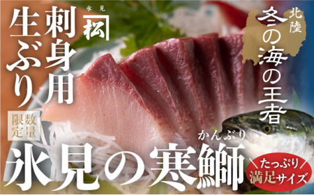 ＜先行予約＞【魚問屋直送】天然「生ひみ寒ぶり」刺身用 約800g 