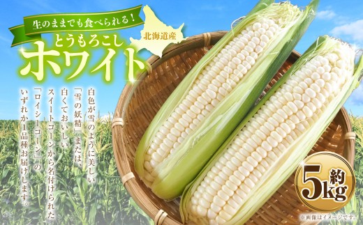 ★先行予約★ とうもろこし ホワイト 約5kg | 野菜 とうもろこし コーン ホワイト 白 高糖度 甘い 北海道 浦臼町 【2026年8月上旬～2026年8月下旬発送予定】