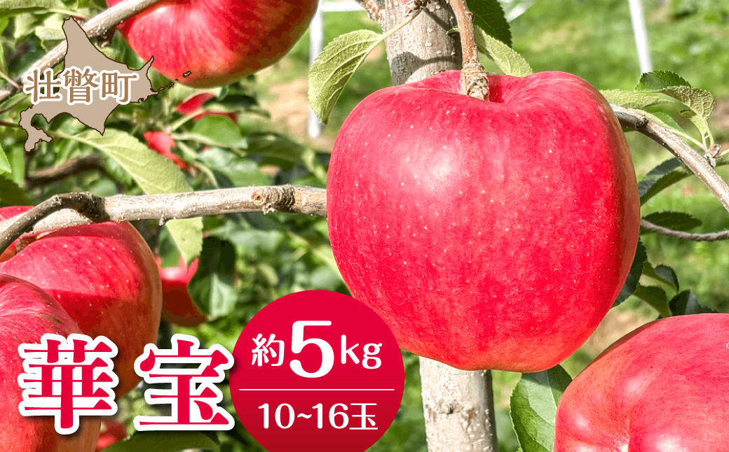 【先行予約】＜2026年10月上旬よりお届け＞北海道壮瞥町　りんご　品種名「華宝」10～16玉約5kg SBTF015