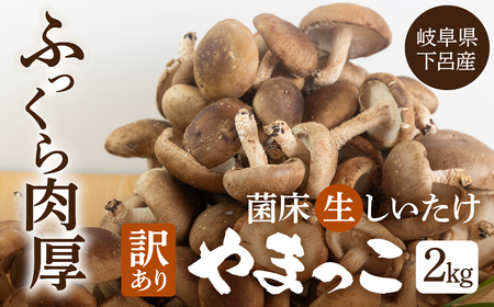 先行予約【期間限定】（2026年11月から順次発送）訳あり 不揃い【期間限定】（2025年11月から順次発送）菌床生椎茸　詰め合わせ 2kg（大・小・形 混合）生椎茸 規格外 訳アリ 【71-6】