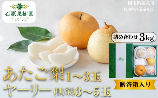 詰め合わせ 3kg 贈答箱 赤秀 あたご梨1～3玉・ヤーリー(鴨梨)3～5玉 【先行予約 2026年11月中旬から順次発送】