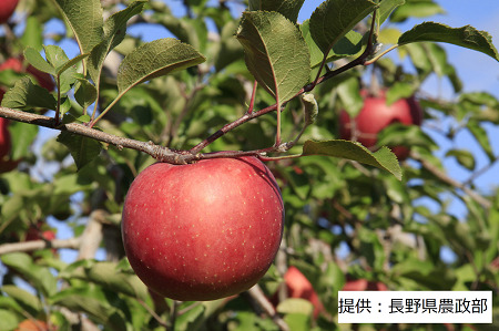 003-001 【限定30箱】 りんごの王様 ふじりんご 1箱(5kg)