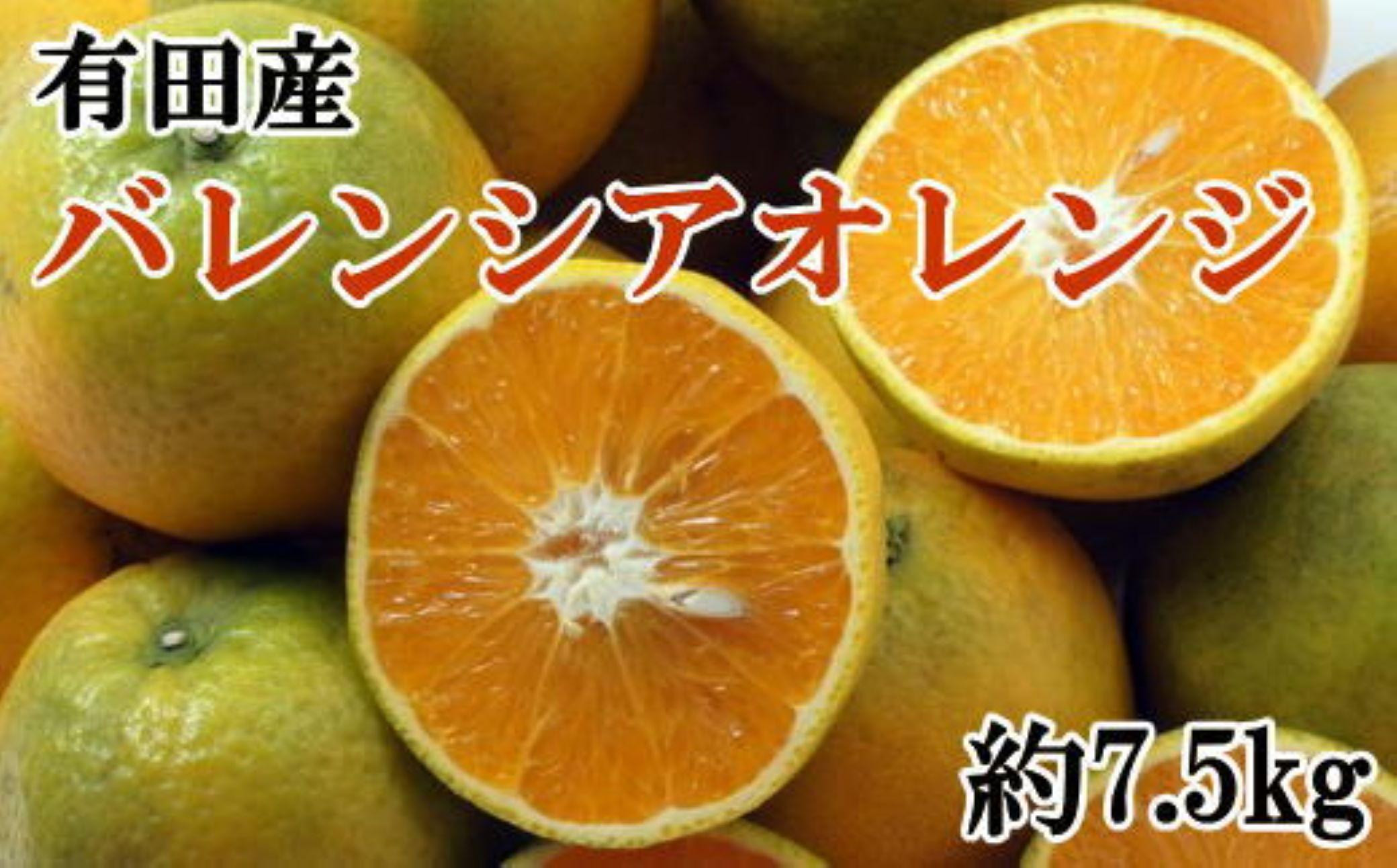 
【爽快】有田産バレンシアオレンジ 約7.5kg（M～2Lサイズおまかせ）★2025年6月中旬より順次発送予定【TM168】
