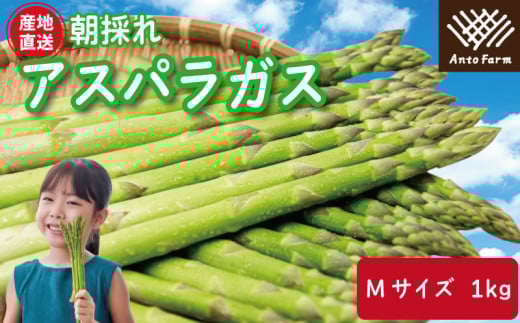 アスパラガス Mサイズ 1kg 2025年 3月から9月末まで発送 せいくらべ アスパラ 季節 春 野菜 新鮮 旬 煮物 炒め物 漬物 鍋 味噌汁 家庭用 弁当 惣菜 おかず 健康 栄養 Anto Farm 阿南 徳島