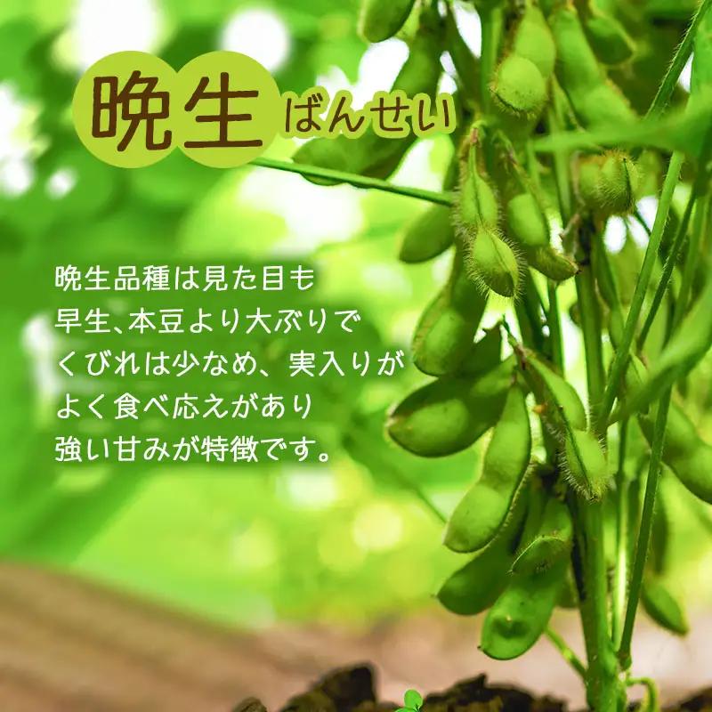 【令和8年産先行予約】朝採りだだちゃ豆 【晩生】1.5kg (500g×3袋) 枝豆　小池半左衛門
