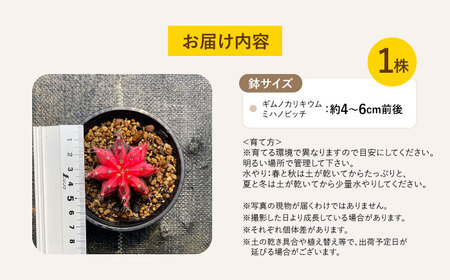 ギムノカリキウム ミハノビッチ 1株 Gymnocalycium mihanovichii 長与町/アグリューム[EAI222]
