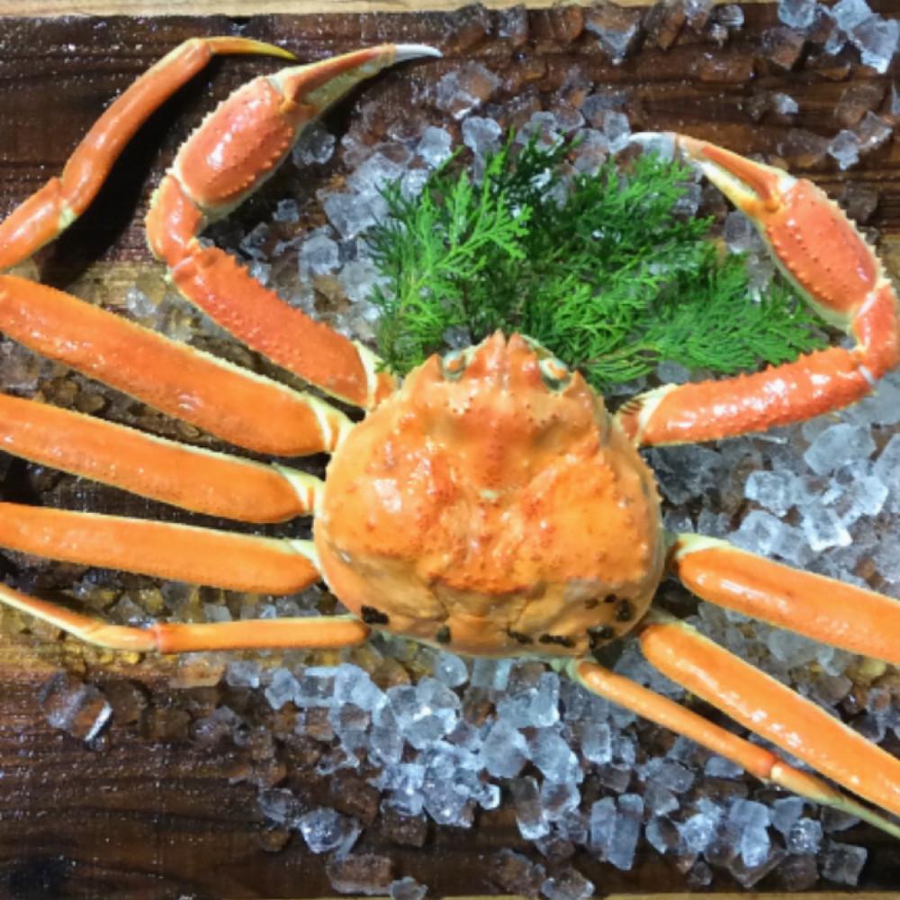 【ふるさと納税】【魚倉】足1本なしボイル松葉ガニ(並500g)訳あり | 国産 訳あり ズワイガニ 松葉ガニ カニ 蟹 かに ボイル カニ鍋 かに鍋 鍋 かにしゃぶ かにみそ 期間限定 送料無料 鳥取県 三朝町