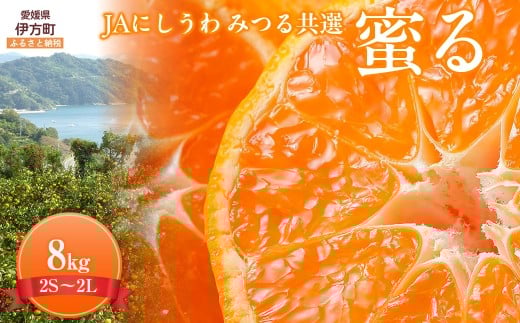 JAにしうわ みつる共選 「蜜る」 8kg（2S～2L）4kg×2箱※離島への配送不可（2025年11月中旬より順次発送予定） 【 ふるさと納税 人気 おすすめ ランキング 柑橘 ミカン みかん 蜜る mikan 光センサー 糖度12度 果物 生果 フルーツ ブランド 旬 西宇和 贈答 贈り物 プレゼント ギフト 愛媛県産 愛媛県 伊方町 送料無料 】 IKTBC013