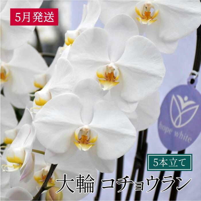 【ふるさと納税】大輪コチョウラン5本立て　2026年5月発送分　産地直送　ギフト、お祝い、お供えなど冠婚葬祭に最適　送料無料