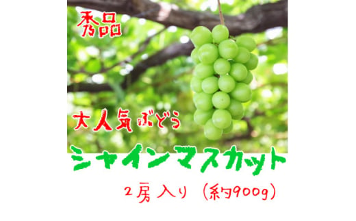 
＜大人気＞ぶどう名産地やまなしの厳選!濃厚シャインマスカット　秀品　約900g(2房)入り【1297220】
