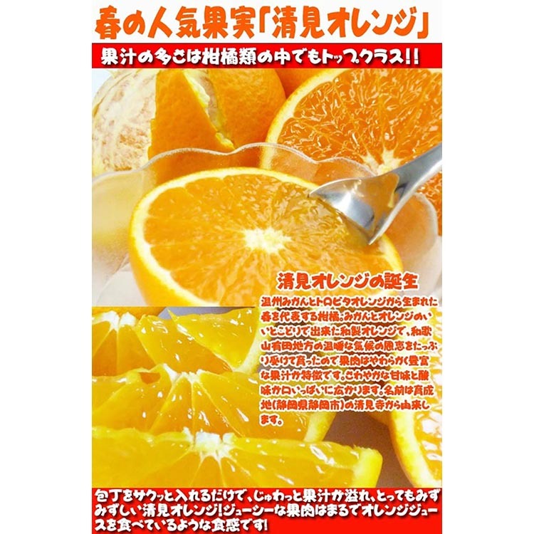 とにかくジューシー清見オレンジ　2.5kg
※2025年3月下旬～4月中旬頃に順次発送予定_イメージ3