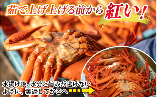 【先行予約】(大サイズ)ボイル紅ズワイガニ 【26年度10月以降順次配送】【(有)カネツル砂子商店】