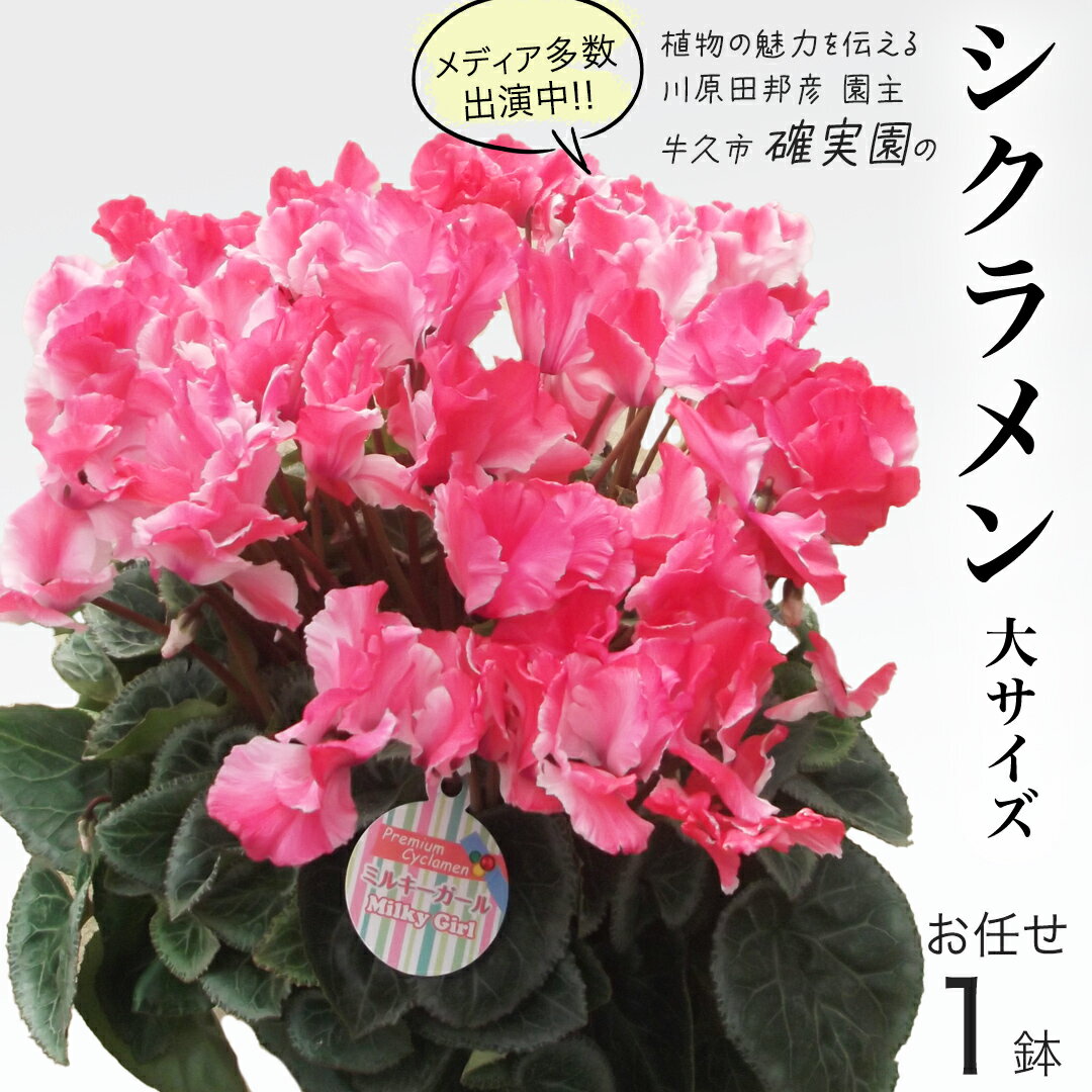 【ふるさと納税】シクラメン「大サイズ」＜ おまかせ 1点 ＞ 先行予約 ガーデニング 花 はな フラワー 鉢 鉢植え 常温 ギフト プレゼント 贈り物 贈答 牛久市 確実園