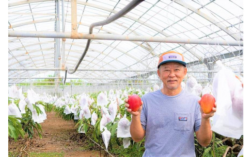 【2026年夏発送】＜贈答用＞インカジ・トゥ・パリ マンゴー 完熟マンゴー 約２kg（5玉～6玉)＜潮風の里＞(HA001)