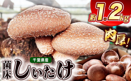 肉厚 しいたけ 約1.2㎏ ≪10月中旬から順次発送≫ | 伊藤農園 野菜 きのこ キノコ 菌床 しいたけ シイタケ 肉厚  千葉 君津 きみつ 