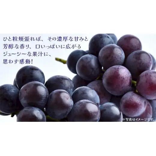 【 訳あり 】 巨峰 3kg 【2026年9月発送開始】(茨城県共通返礼品：大子町)