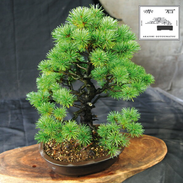 【ふるさと納税】 赤石の泉 赤石五葉松（鉢植え） E-25【現品限り】【配送地限定】