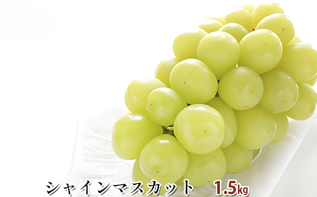 
                  シャインマスカット 約 1.5kg  果物類 ぶどう ブドウ 葡萄 フルーツ デザート 【2026年8月下旬～9月上旬まで順次発送予定】 山梨県 身延町
                