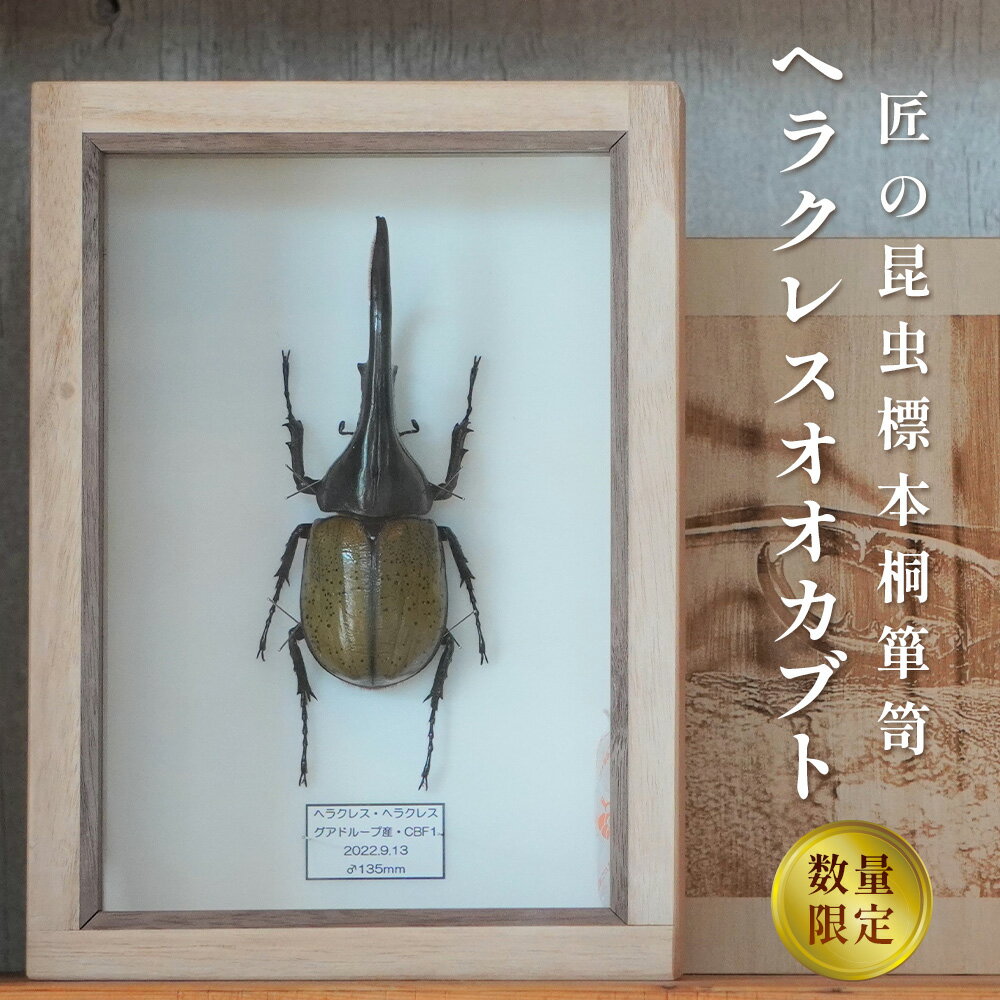 【ふるさと納税】【数量限定】匠の昆虫標本桐箪笥「ヘラクレスオオカブト」［No.577］／ カブトムシ 桐箱 標本箱 送料無料 広島県